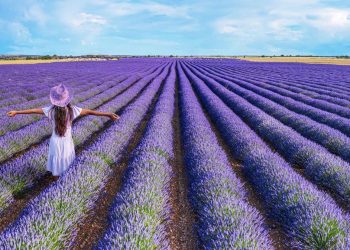Ladang Lavender Instagrammable di Spanyol Minta Turis Menjauh