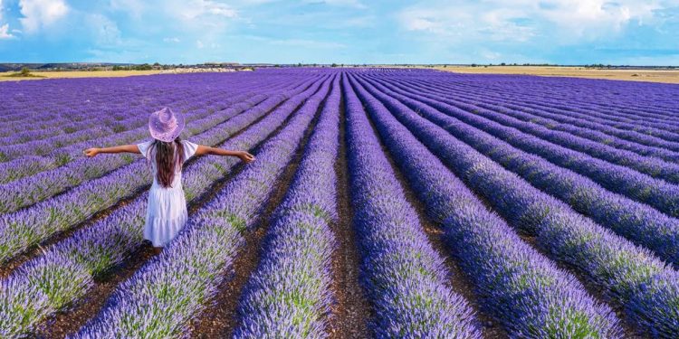Ladang Lavender Instagrammable di Spanyol Minta Turis Menjauh