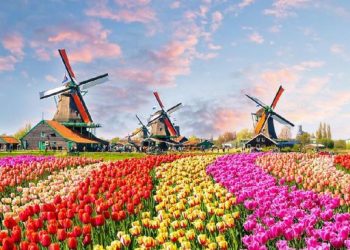 Belanda Khawatir Terancam Kebangkrutan Akibat Kebijakan Presiden RI