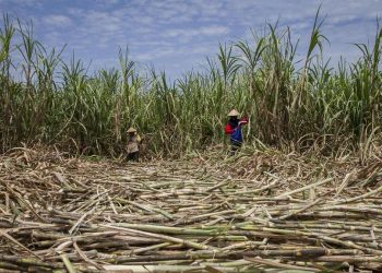Puluhan Ribu Ton Gula Tak Terserap, Petani Tebu di Jawa Timur Ancam Mogok