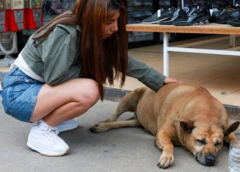 Anjing Jalanan Terkenal Mendapat Rating Lima Bintang di Google Maps