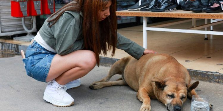 Anjing Jalanan Terkenal Mendapat Rating Lima Bintang di Google Maps