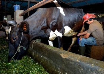 Pengusaha Pakan Ternak Ponorogo Buktikan Manfaat KUR untuk Usaha Ternak