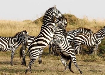 Cagar Alam Maasai Mara Terancam oleh Pembangunan Hotel Mewah