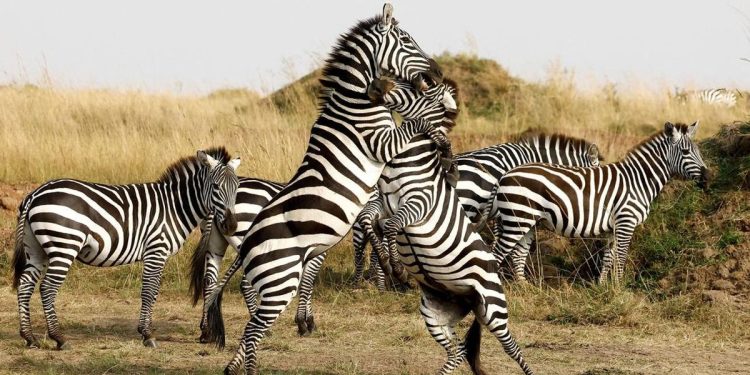 Cagar Alam Maasai Mara Terancam oleh Pembangunan Hotel Mewah