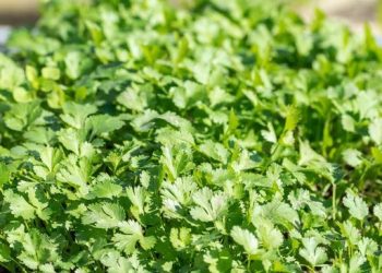 Daun Ini Tumbuh di RI dan Memiliki Manfaat Kesehatan Luar Biasa