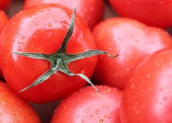 Apa yang Terjadi Jika Setiap Hari Makan Tomat Ini Faktanya