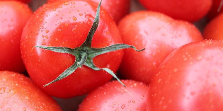 Apa yang Terjadi Jika Setiap Hari Makan Tomat Ini Faktanya