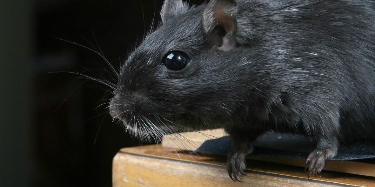9 Cara Alami Mengusir Tikus Tanpa Menggunakan Racun