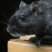 9 Cara Alami Mengusir Tikus Tanpa Menggunakan Racun