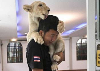 Memelihara Singa di Thailand Menyebabkan Keresahan di Masyarakat