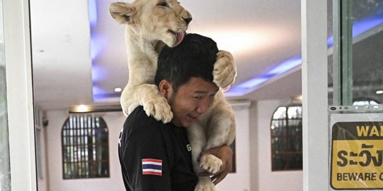 Memelihara Singa di Thailand Menyebabkan Keresahan di Masyarakat