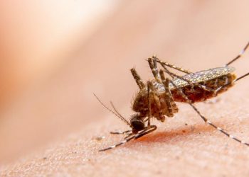 Kemenkes Himbau Waspada Chikungunya, Jabar Tercatat Paling Tinggi