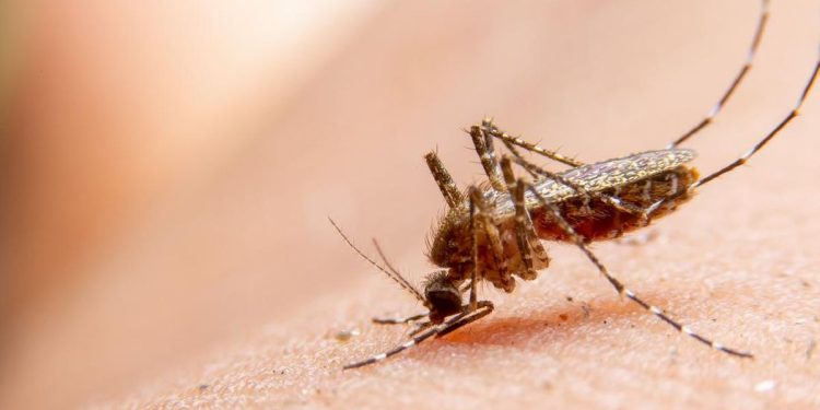 Kemenkes Himbau Waspada Chikungunya, Jabar Tercatat Paling Tinggi
