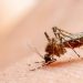 Kemenkes Himbau Waspada Chikungunya, Jabar Tercatat Paling Tinggi