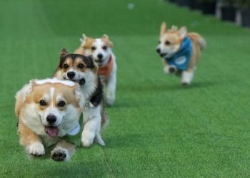 Anjing Corgi Lucu Berlomba Cepat di Kompetisi Internasional