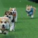 Anjing Corgi Lucu Berlomba Cepat di Kompetisi Internasional