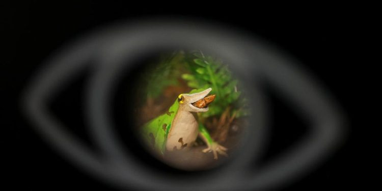 Usaha Terakhir Menyelamatkan Katak Darwin dari Ancaman Punah