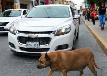 Anjing Liar di Trotoar Ini Terkenal dan Mendapatkan Bintang 5 di Google Maps