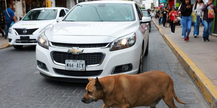 Anjing Liar di Trotoar Ini Terkenal dan Mendapatkan Bintang 5 di Google Maps