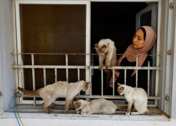 Wanita di Gaza Merawat Kucing di Tengah Krisis Kelaparan