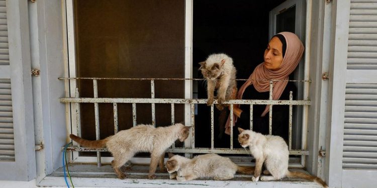 Wanita di Gaza Merawat Kucing di Tengah Krisis Kelaparan