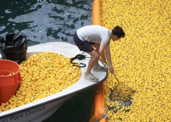 Puluhan Ribu Bebek Karet Menyerbu Sungai Chicago AS