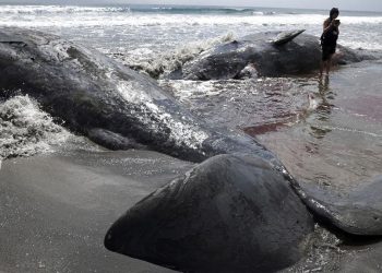 Pantai Jepang Dikepung Paus Setelah Gempa Hebat Guncang Rusia