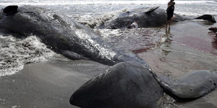 Pantai Jepang Dikepung Paus Setelah Gempa Hebat Guncang Rusia