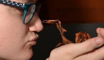 Peneliti Temukan Serangga Tongkat Raksasa Terberat di Australia