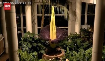 Penampakan Bunga Bangkai Mekar di Kebun Raya Polandia