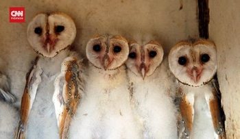 Ilmuwan Inggris Manfaatkan AI untuk Membantu Konservasi Burung Hantu