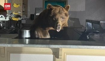 Camilan Manis, Beruang Berkunjung ke Toko Es Krim di El Dorado