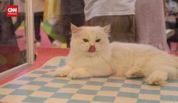 Pameran Teknologi Hewan Peliharaan di China yang Perlu Anda Ketahui