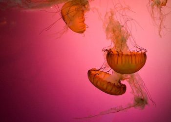 Diserbu Ubur-Ubur Langka Kanibal, Pengunjung Pantai Diberi Peringatan