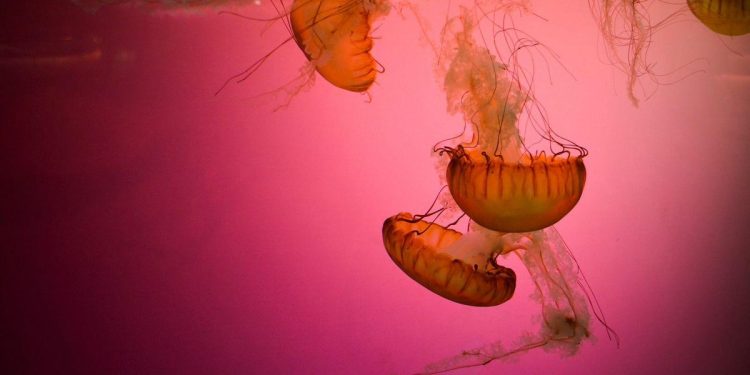 Diserbu Ubur-Ubur Langka Kanibal, Pengunjung Pantai Diberi Peringatan