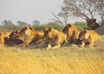 Petugas Tewas Diterkam Singa di Depan Pengunjung di Safari World