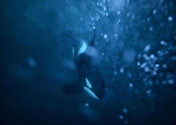 Kawanan Paus Pembunuh Tenggelamkan Dua Kapal di Portugal, Turis Panik