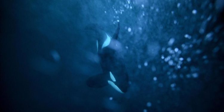 Kawanan Paus Pembunuh Tenggelamkan Dua Kapal di Portugal, Turis Panik