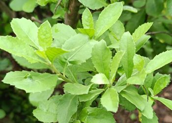 Manfaat Rebusan Daun Beluntas untuk Kesehatan yang Jarang Didengar