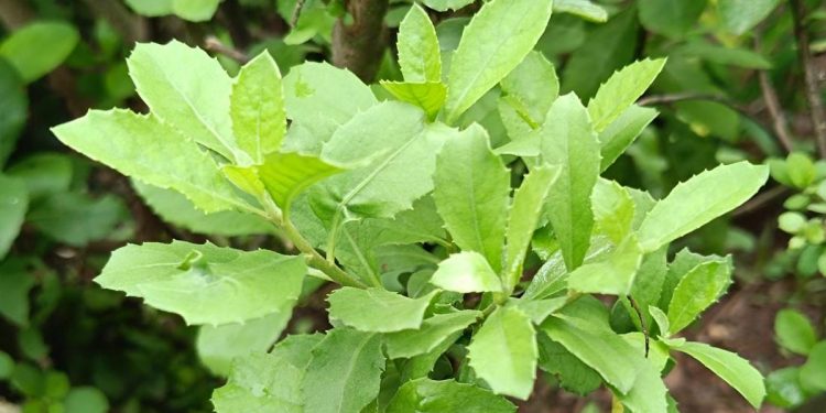 Manfaat Rebusan Daun Beluntas untuk Kesehatan yang Jarang Didengar