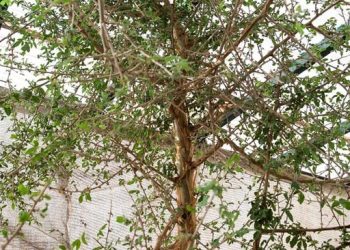 Ahli Kembangkan Pohon Alkitab dari Biji Berusia 1.000 Tahun yang Misterius