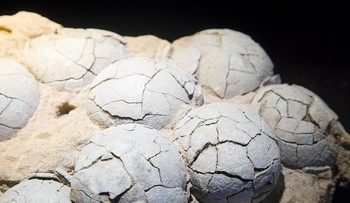 Fosil Telur Dinosaurus Usia 86 Juta Tahun Ditemukan di China