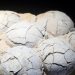 Fosil Telur Dinosaurus Usia 86 Juta Tahun Ditemukan di China