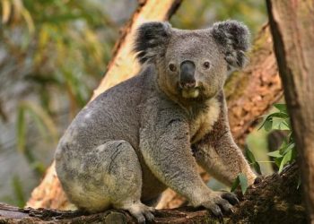 Koala Australia Terkena Wabah Klamidia, Pemerintah Siapkan Vaksin