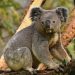 Koala Australia Terkena Wabah Klamidia, Pemerintah Siapkan Vaksin
