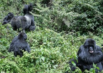 Petualangan Hutan Menegangkan Menelusuri Jejak Menuju Pertemuan dengan Gorilla
