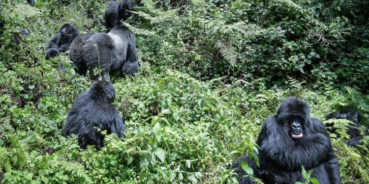 Petualangan Hutan Menegangkan Menelusuri Jejak Menuju Pertemuan dengan Gorilla