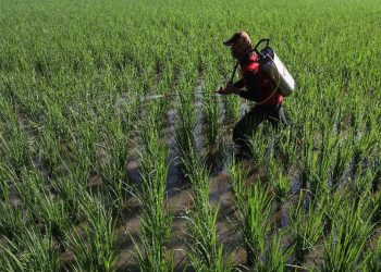 Prediksi Musim Hujan Maju Oleh BMKG, Petani Dapat Percepat Masa Tanam