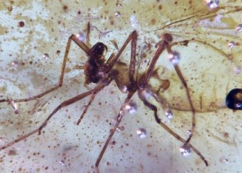 Melihat Serangga Berusia 112 Juta Tahun dalam Amber di Amazon